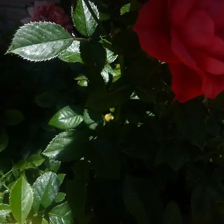 Bed & Breakfast Casa Campiglione Bastia Umbra